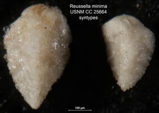 To NMNH Paleobiology Collection (Reussella minima USNM CC 25664 syntypes)