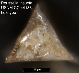 To NMNH Paleobiology Collection (Reussella insueta USNM CC 44183 holotype 2)