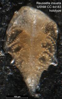 To NMNH Paleobiology Collection (Reussella insueta USNM CC 44183 holotype)