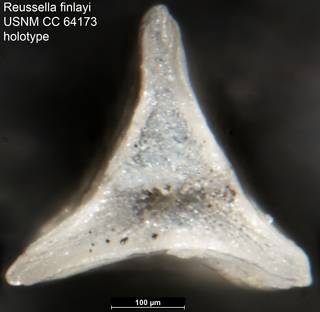 To NMNH Paleobiology Collection (Reussella finlayi USNM CC 64173 holotype 2)