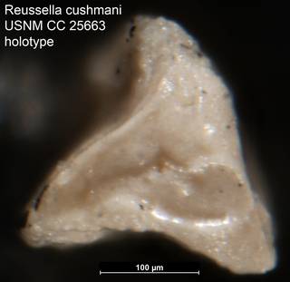 To NMNH Paleobiology Collection (Reussella cushmani USNM CC 25663 holotype 2)
