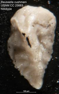To NMNH Paleobiology Collection (Reussella cushmani USNM CC 25663 holotype)
