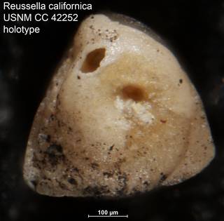 To NMNH Paleobiology Collection (Reussella californica USNM CC 42252 holotype 2)