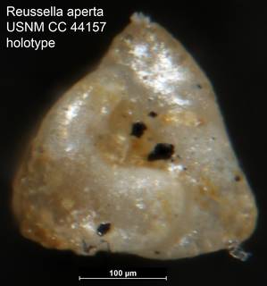 To NMNH Paleobiology Collection (Reussella aperta USNM CC 44157 holotype 2)