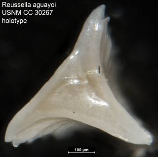 To NMNH Paleobiology Collection (Reussella aguayoi USNM CC 30267 holotype 2)