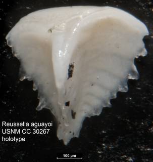 To NMNH Paleobiology Collection (Reussella aguayoi USNM CC 30267 holotype)