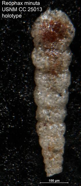 To NMNH Paleobiology Collection (Reophax minuta USNM CC 25013 holotype)
