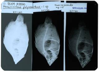 To NMNH Extant Collection (Monocirrhus polyacanthus RAD107284-001)