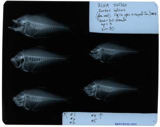 To NMNH Extant Collection (Kurtus indicus RAD107292-002)
