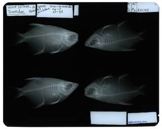 To NMNH Extant Collection (Toxotes jaculatrix RAD107293-001)