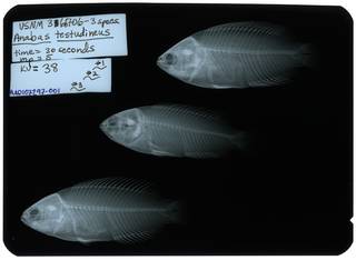 To NMNH Extant Collection (Anabas testudineus RAD107297-001)