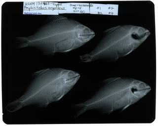 To NMNH Extant Collection (Amphistichus argenteus RAD107305-001)
