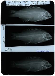 To NMNH Extant Collection (Achoerodus viridis RAD107307-001)