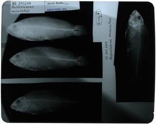 To NMNH Extant Collection (Austrolabrus maculatus RAD107308-002)