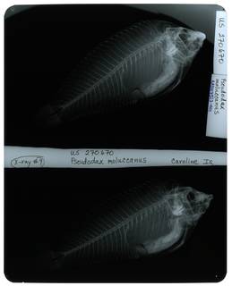 To NMNH Extant Collection (Pseudodax moluccanus RAD107327-001)