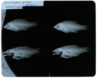 To NMNH Extant Collection (Semicossyphus pulcher RAD107329-001)