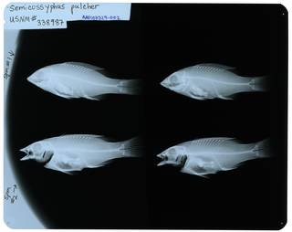 To NMNH Extant Collection (Semicossyphus pulcher RAD107329-002)