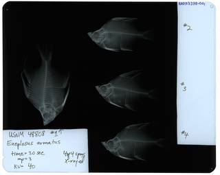 To NMNH Extant Collection (Enoplosus armatus RAD107378-001)