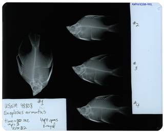 To NMNH Extant Collection (Enoplosus armatus RAD107378-002)