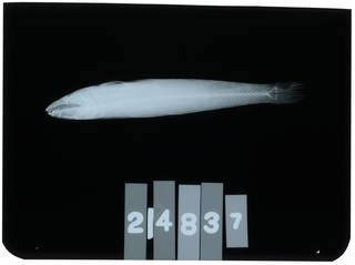 To NMNH Extant Collection (Pseudaphritis urvillii RAD107417-001)