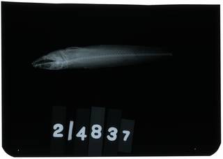 To NMNH Extant Collection (Pseudaphritis urvillii RAD107417-002)