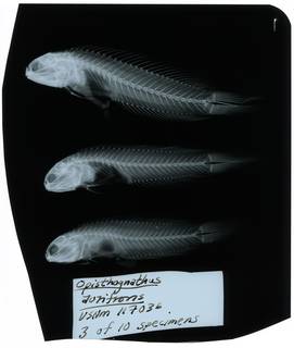 To NMNH Extant Collection (Opistognathus aurifrons RAD107421-001)