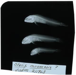 To NMNH Extant Collection (Stalix moenensis RAD107423-001)