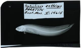 To NMNH Extant Collection (Ophiclinus aethiops RAD107463-001)