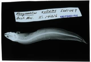 To NMNH Extant Collection (Neogunellus sulcatus RAD107471-001)