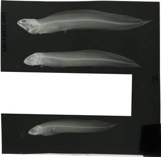 To NMNH Extant Collection (Neogunellus homacanthus RAD107472-001)