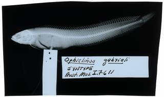 To NMNH Extant Collection (Ophiclinus gabrieli RAD107485-001)