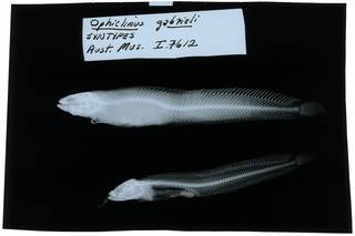 To NMNH Extant Collection (Ophiclinus gabrieli RAD107486-001)