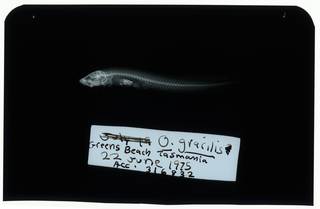 To NMNH Extant Collection (Ophiclinus gracilis RAD107507-001)