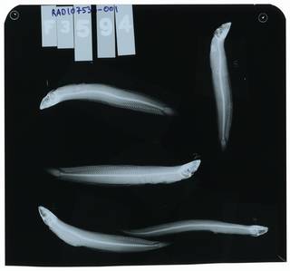 To NMNH Extant Collection (Ophiclinops pardalis RAD107533-001)
