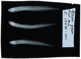 To NMNH Extant Collection (Sticharium dorsale RAD107574-001)