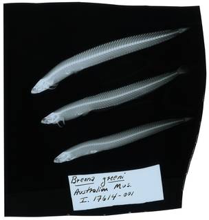 To NMNH Extant Collection (Sticharium dorsale RAD107575-001)