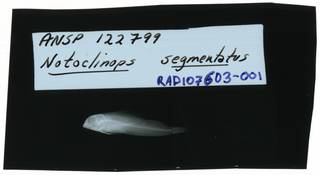 To NMNH Extant Collection (Notoclinops segmentatus RAD107603-001)