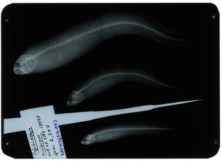 To NMNH Extant Collection (Cebidichthys violaceus RAD107604-003)