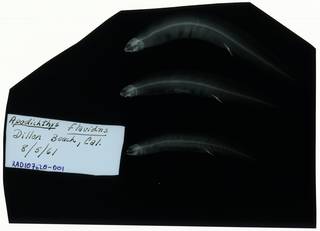 To NMNH Extant Collection (Apodichthys flavidus RAD107620-001)