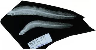 To NMNH Extant Collection (Phytichthys chirus RAD107630-001)