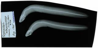 To NMNH Extant Collection (Epigeichthys atropurpureus RAD107632-001)