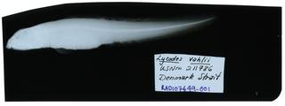 To NMNH Extant Collection (Lycodes vahlii RAD107649-001)