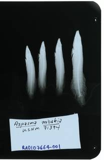 To NMNH Extant Collection (Lepadichthys frenatus RAD107664-001)