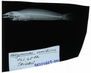 To NMNH Extant Collection (Hologymnosus annulatusÿ RAD107669-001)