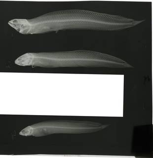 To NMNH Extant Collection (Neogunellus homacanthus RAD107670-001)