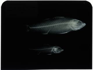 To NMNH Extant Collection (Dicentrarchus punctatus RAD107672-001)