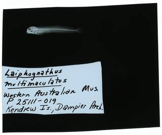 To NMNH Extant Collection (Laiphognathus multimaculatus RAD106720-001)