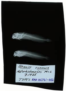 To NMNH Extant Collection (Blennius canevae RAD106761-002)
