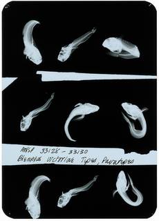 To NMNH Extant Collection (Blennius victoriae RAD106769-001)