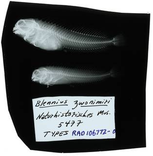 To NMNH Extant Collection (Blennius zvonimiri RAD106772-001)
